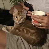 Photo de chat perdu à Montpellier