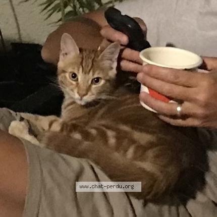 Photo 1/1 Chat retrouvé Perdu à Montpellier