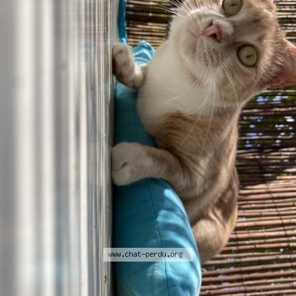 Photo de chat perdu à Toulouse