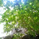 Photo de chat perdu à Collandres