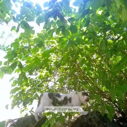 Photo de chat perdu à Collandres