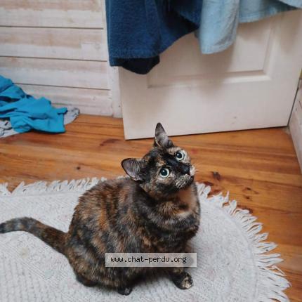 Photo 1/1 Lena Chat perdu à Coudes