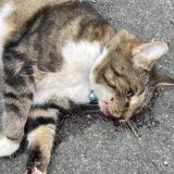 Photo de chat trouvé à Bordeaux