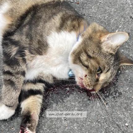 Photo 1/1 Chat retrouvé Trouvé à Bordeaux