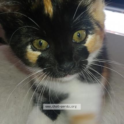 Photo de chat perdu à Aurillac