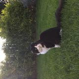 Photo de chat perdu à Nogent Sur Marne