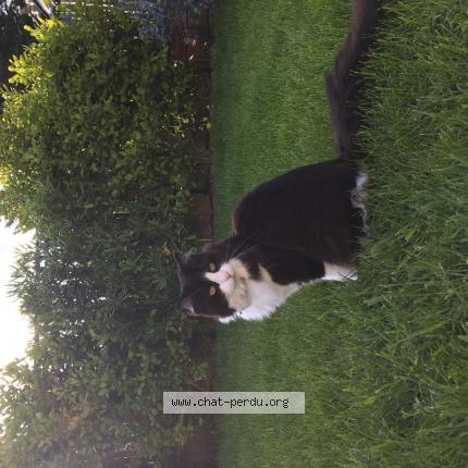 Photo de chat perdu à Nogent Sur Marne