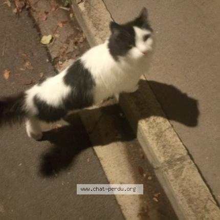 Photo 1/1 Chat retrouvé Trouvé à Bois colombes