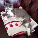 Ah431um06km9vm Ah431um06km9vm