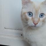 Photo de chat perdu à Massy