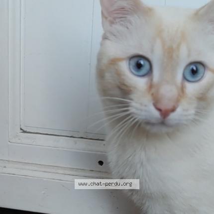 Photo 1/1 Chat retrouvé Perdu à Massy