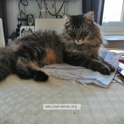 Photo 1/2 Chat retrouvé Trouvé à Vergies