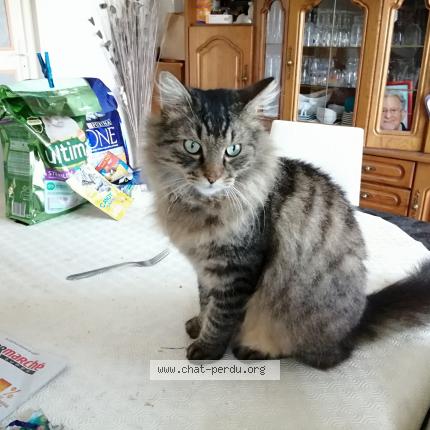 Photo 2/2 Chat retrouvé Trouvé à Vergies