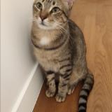 Photo de chat perdu à Issy Les Moulineaux