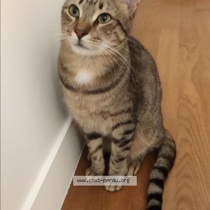 Photo 1/1 Chat retrouvé Perdu à Issy les moulineaux