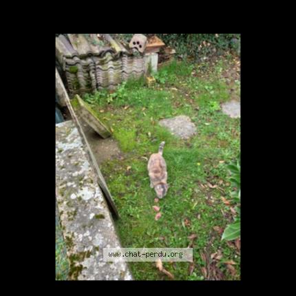 Photo 1/1 Chat retrouvé Trouvé à Garancieres