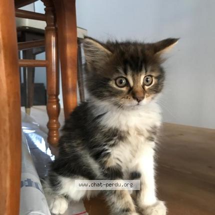 Photo de chat perdu à Duttlenheim