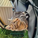 Photo de chat perdu à Grezieu La Varenne