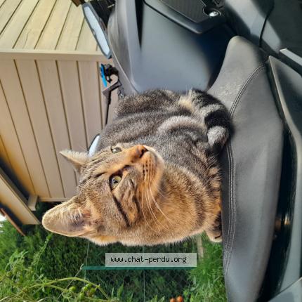 Photo 1/1 Chat retrouvé Perdu à Grezieu la varenne