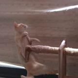 Photo de chat perdu à Lille