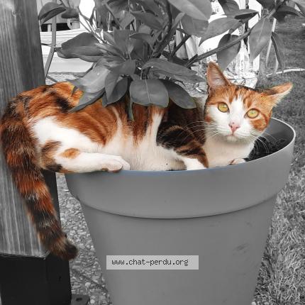 Photo 1/1 Rosabelle Chat perdu à Le pian medoc