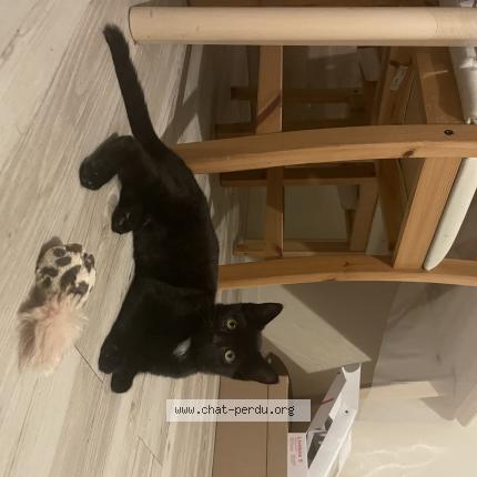 Photo 1/1 Chat retrouvé Perdu à La roche sur yon