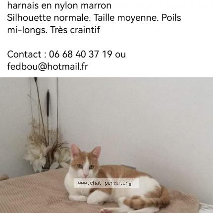 7272 Doby Chat Perdu A Lattes Boirargues Chat Perdu France