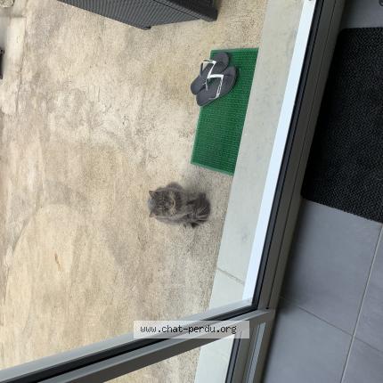 Photo 1/1 Chat retrouvé Perdu à Bourges