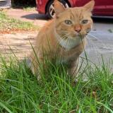 Photo de chat perdu à Faches Thumesnil