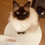 Photo de chat perdu à Houplines