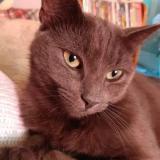 Photo de chat perdu à New Glasgow