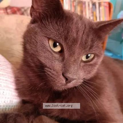 Photo 1/1 Chat retrouvé Perdu à New glasgow