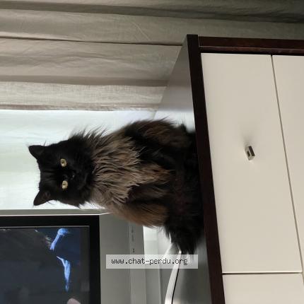 Photo 1/1 Chat retrouvé Perdu à Quebec