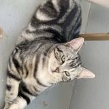 Photo de chat perdu à Domont