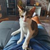 Photo de chat perdu à Colomiers