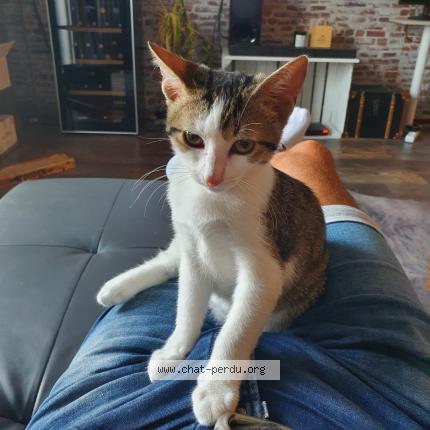 Photo 1/1 Chat retrouvé Perdu à Colomiers