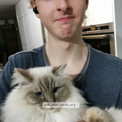 Photo 1/1 Chat retrouvé Perdu à Lattes