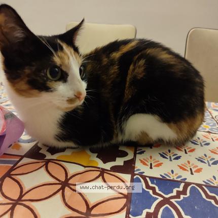 Photo 1/1 Chat retrouvé Trouvé à Lyon