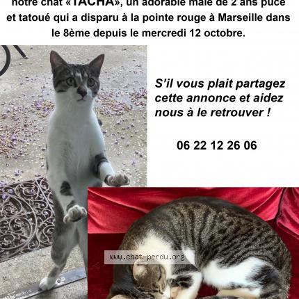 75 Tacha Chat Perdu A Marseille Chat Perdu France