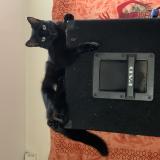 Photo de chat perdu à Bordeaux