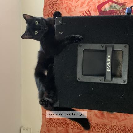 Photo 1/1 Chat retrouvé Perdu à Bordeaux