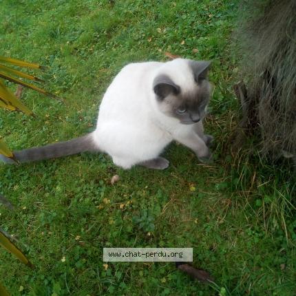 Photo 1/1 Chat retrouvé Perdu à Chatellerault