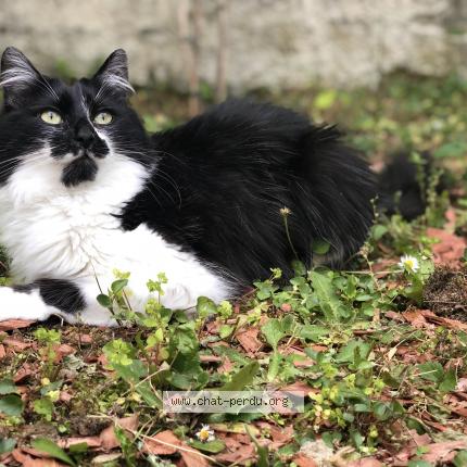 Photo 1/1 Chat retrouvé Perdu à Tours