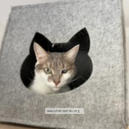 Photo 1/1 Chat retrouvé Perdu à Cuers
