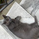 Photo de chat trouvé à Montmorency