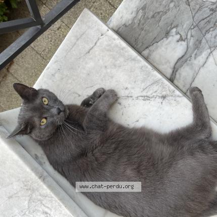 Photo 1/1 Chat retrouvé Trouvé à Montmorency