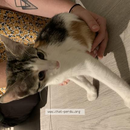 7739 Chat Trouve A Toulouse Chat Perdu France