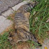Photo de chat trouvé à Marseille