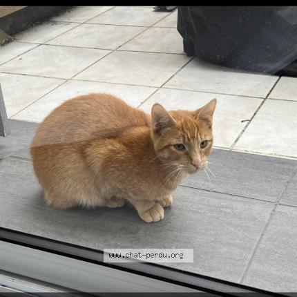 7786 Chat Trouve A Nogent Sur Oise Chat Perdu France