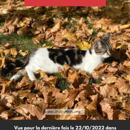 Photo 1/1 Chat retrouvé Perdu à Chatou